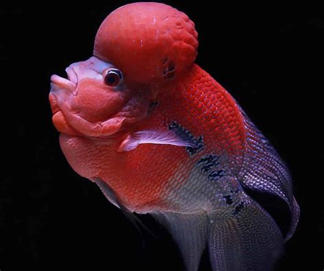 buy aquarium fish online india